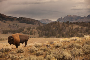 bison